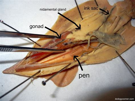 the biology corner|the biology corner anatomy.